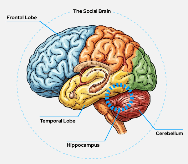Human Intelligence uses specialised brain functions which evolved overtime